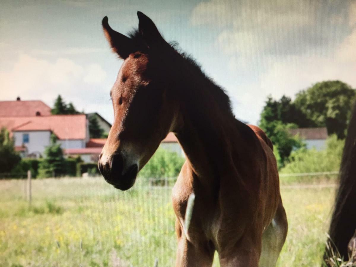 Gut Fischer Pomssen Exteriör bild